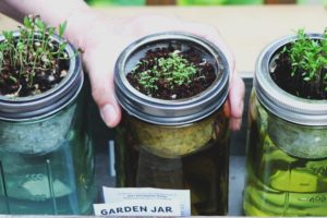 Veggies and Herbs You Can Grow in Your Apartment