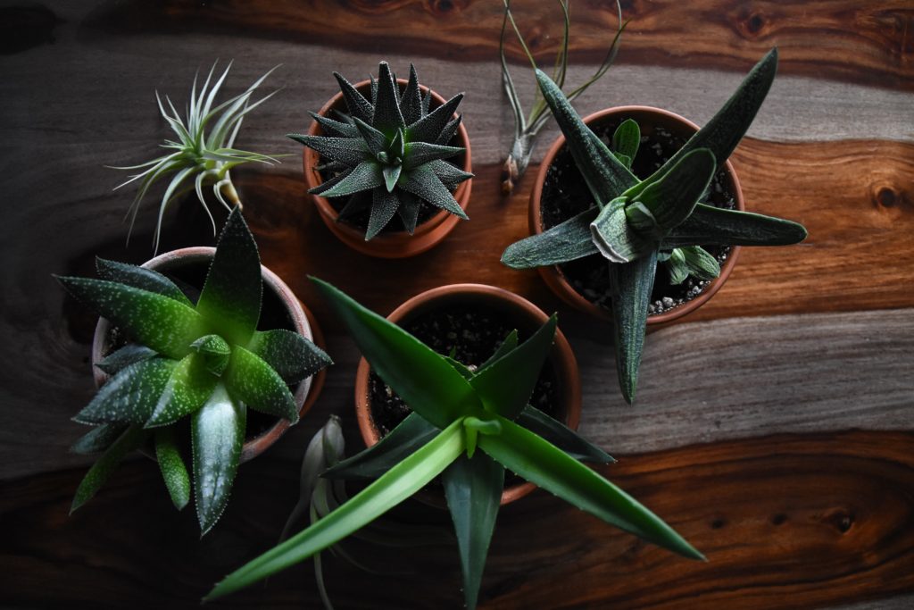 Green Friends: Low Maintenance Plants for Your Home