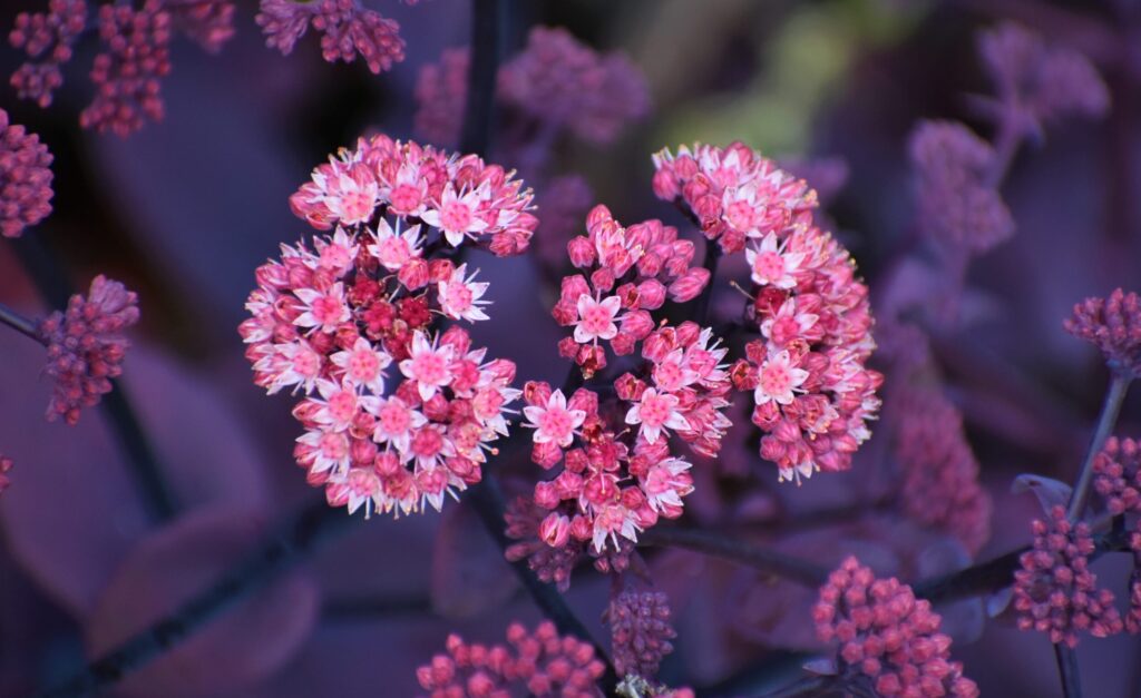 Garden Rewilding 101: Pink flowers