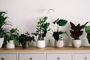 7 Simple Necessities to Help You Grow Plants Faster