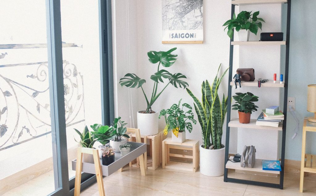 3 Plant Apps that Will (hopefully) Help Keep Your Houseplants Alive and Healthy