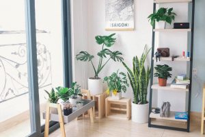 3 Plant Apps that Will (hopefully) Help Keep Your Houseplants Alive and Healthy