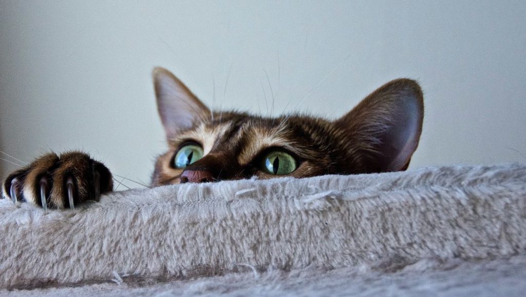 Best Cat Instagram Accounts - Cat peering over furniture