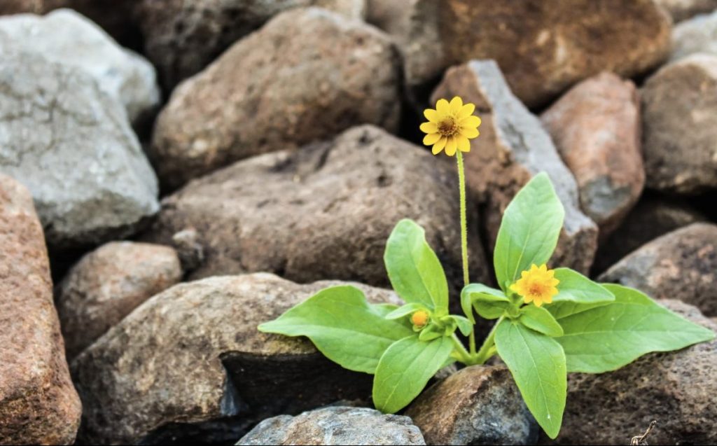 Flower growing in rocks - Steps Toward A Sustainable Lifestyle